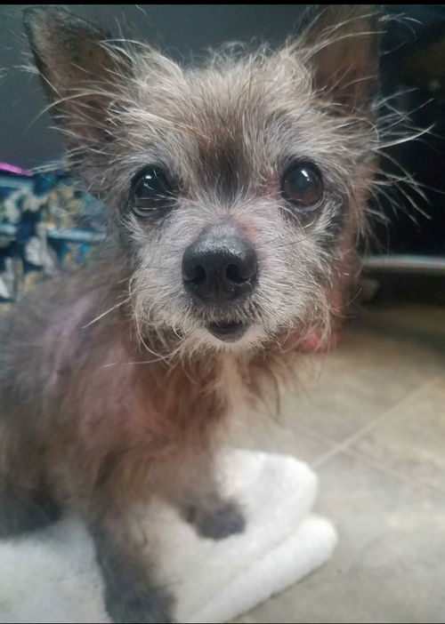 Posey-At the Shelter