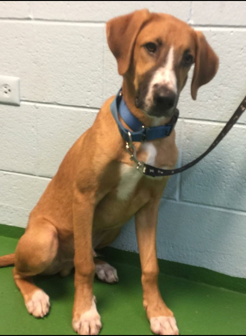 Max-Not at the Shelter