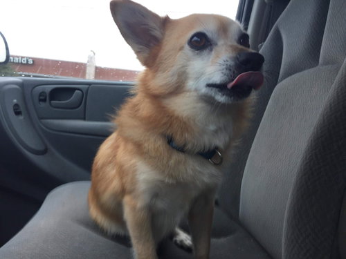 Cosmo-Not at the Shelter
