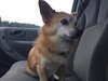 Cosmo-Not at the Shelter