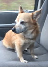 Cosmo-Not at the Shelter