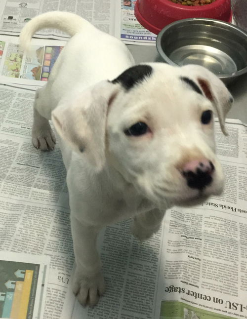 Savannah-At the Shelter