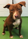 Nestle - At the Shelter