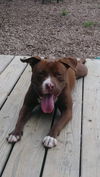 Nestle - At the Shelter