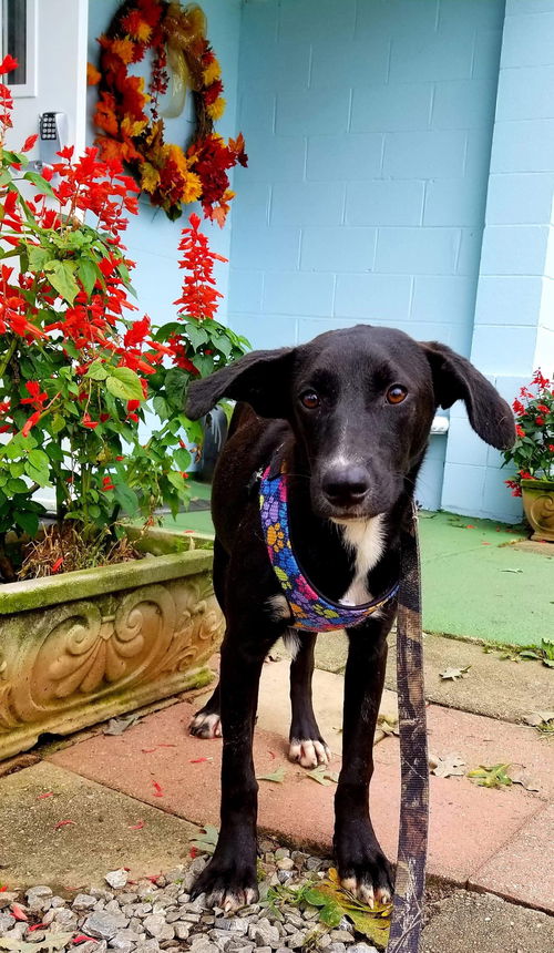 Piper-Not at the Shelter