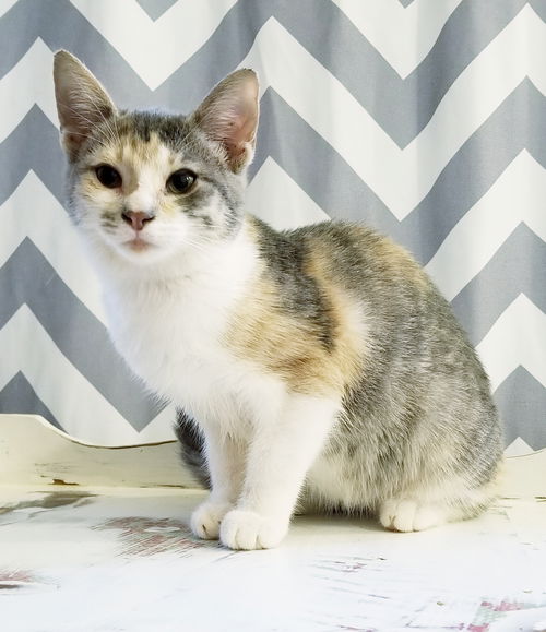 Saturn - Visit her at Petsmart