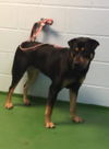 Love Bug-At the Shelter