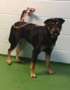 Love Bug-At the Shelter