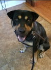 Love Bug-At the Shelter