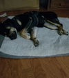 Love Bug-At the Shelter