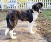 Lolli - Not at the shelter