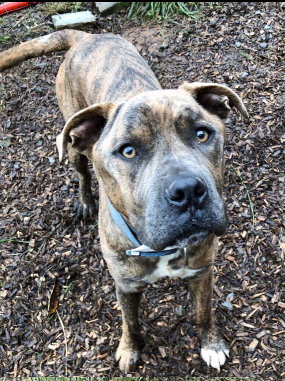 Duke-At the Shelter