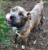 Duke-At the Shelter