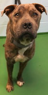 Duke-At the Shelter