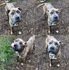 Duke-At the Shelter