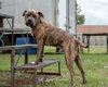 Duke-At the Shelter