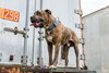 Duke-At the Shelter