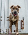 Duke-At the Shelter