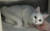 Cotton-Not at the Shelter