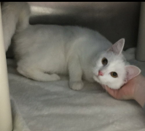 Cotton-Not at the Shelter