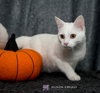 Cotton-Not at the Shelter