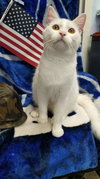 Cotton-Not at the Shelter
