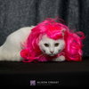 Cotton-Not at the Shelter