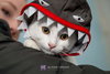Cotton-Not at the Shelter