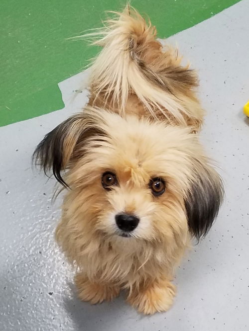 Teddy: at the shelter