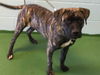 Simone-Not at the Shelter