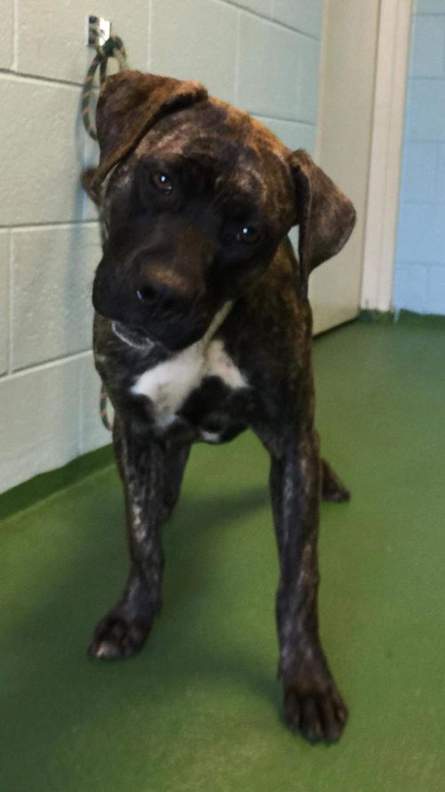 Simone-Not at the Shelter