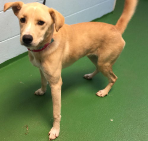 Dottie-At the Shelter