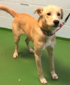Dottie-At the Shelter
