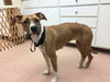 Whitney: Not at the shelter