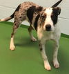 Raine-Not at the Shelter