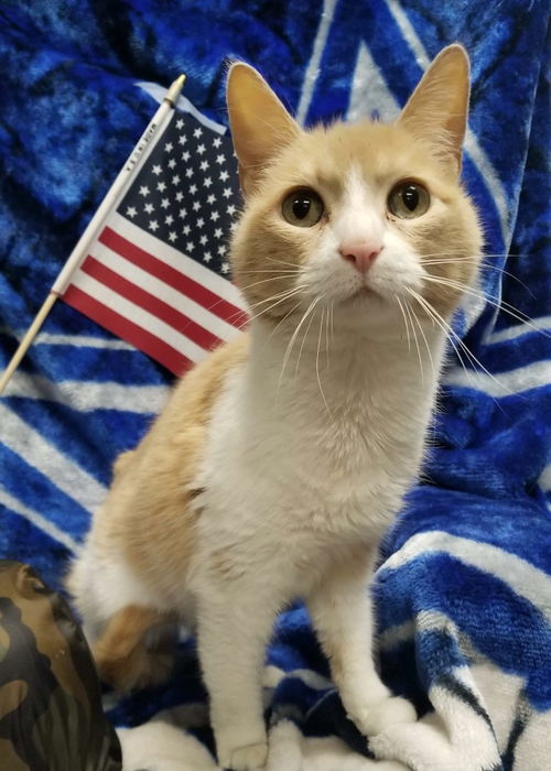 Ally-Not at the Shelter