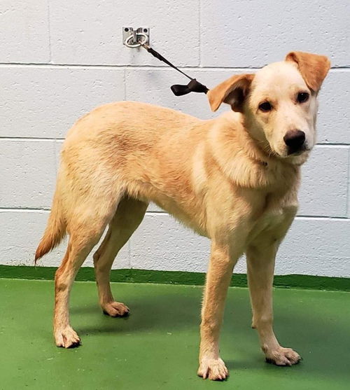 Silas-At the Shelter