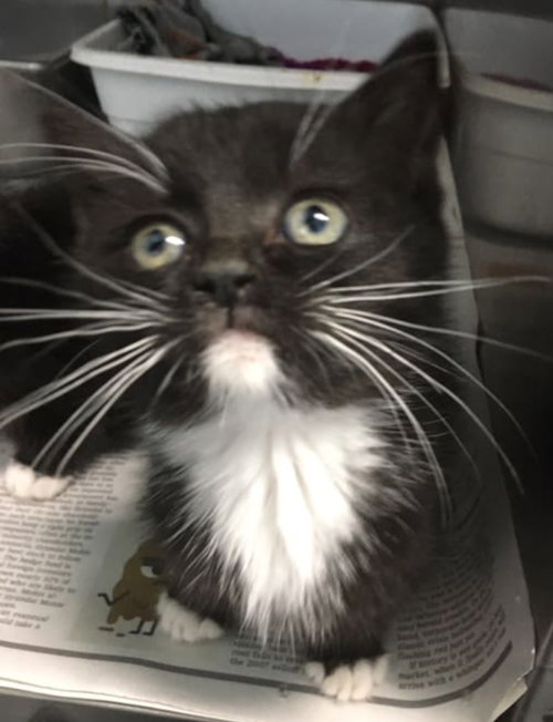 Twinkle-At the Shelter