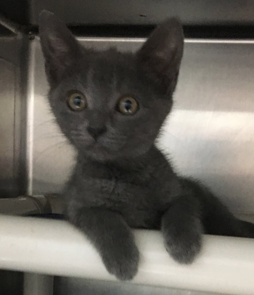 Jingle-At the Shelter