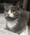Tommy-At the Shelter