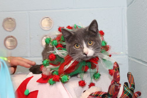 Tommy-At the Shelter