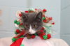 Tommy-At the Shelter