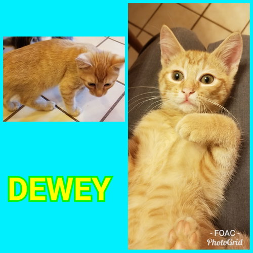 Dewey: visit him at Lynchburg Petsmart