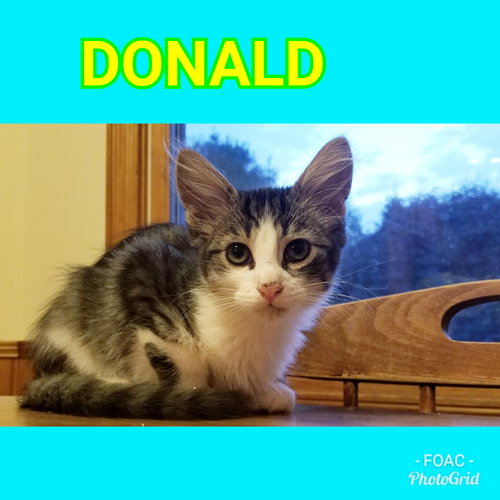 Donald - Visit him at PetSmart