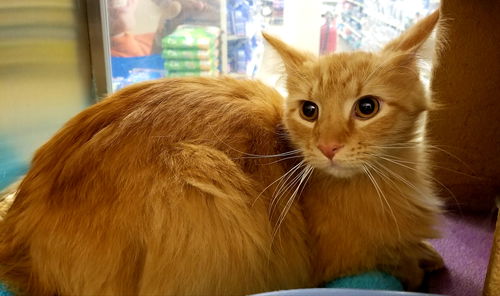 Birkie: visit him at Lynchburg Petsmart