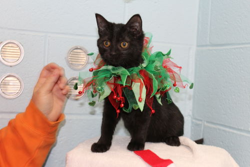 Puddin'- Visit at Petsmart in Lynchburg