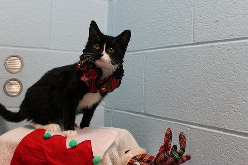 Tinsel: visit her at the shelter