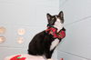 Tinsel: visit her at the shelter