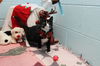 Tinsel: visit her at the shelter