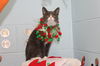 Kringle: visit at the shelter